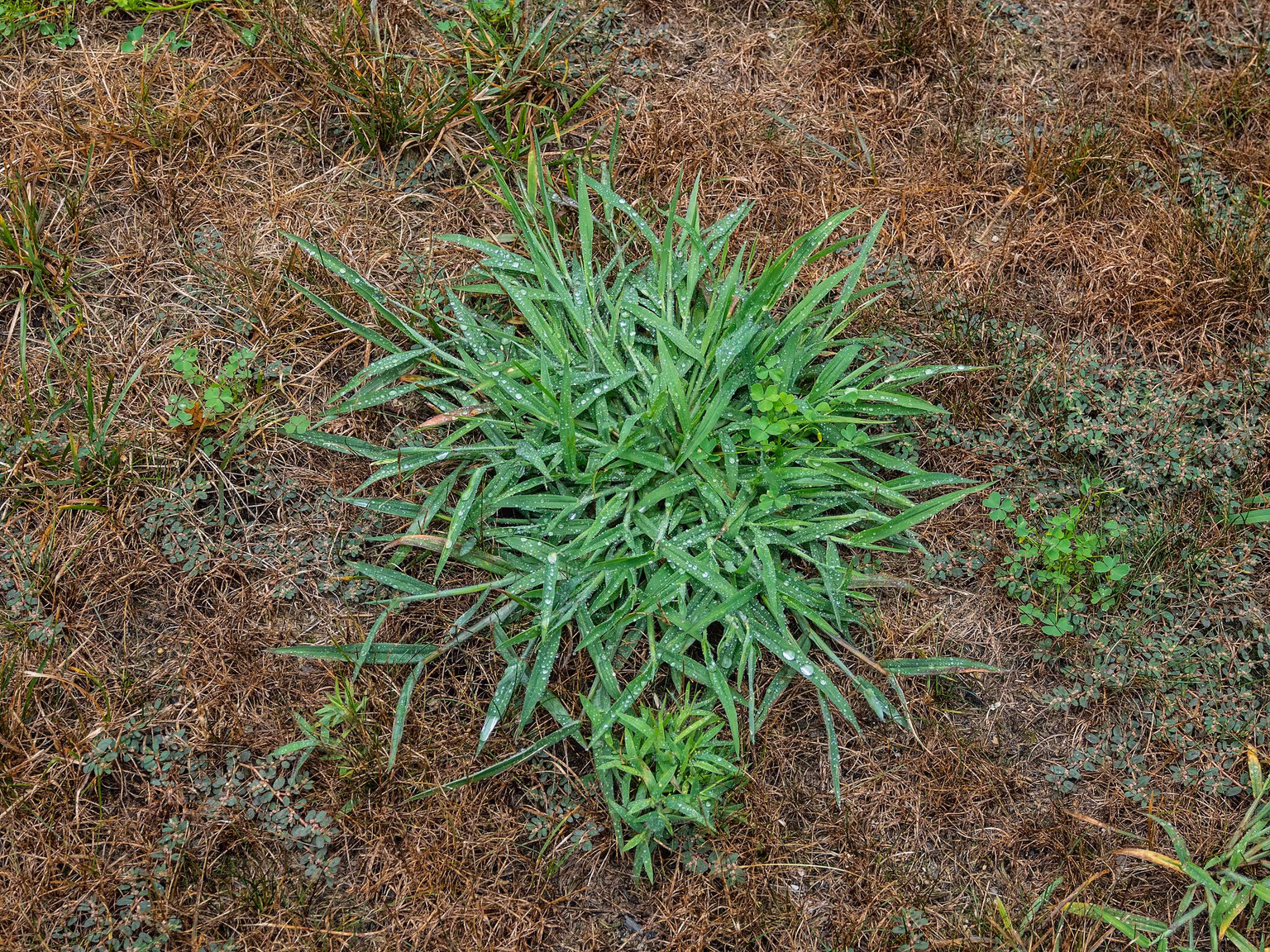 What Is a Grassy Weed?
