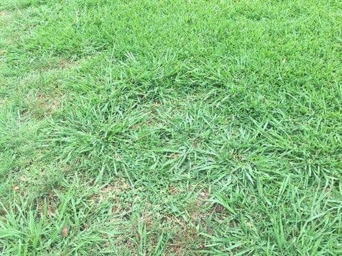 CRABGRASS IN ST. AUGUSTINE LAWNS - Resource Image