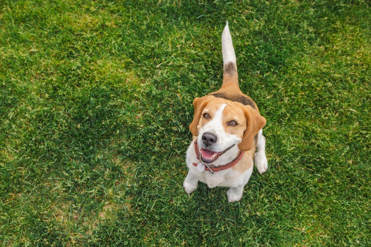 DOG SPOT - Resource Image