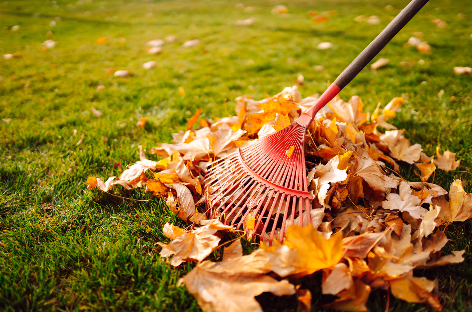 L’automne est à nos portes : préparez la pelouse pour l’an prochain