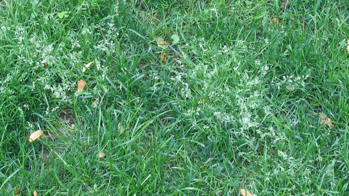 ANNUAL BLUEGRASS - Resource Image