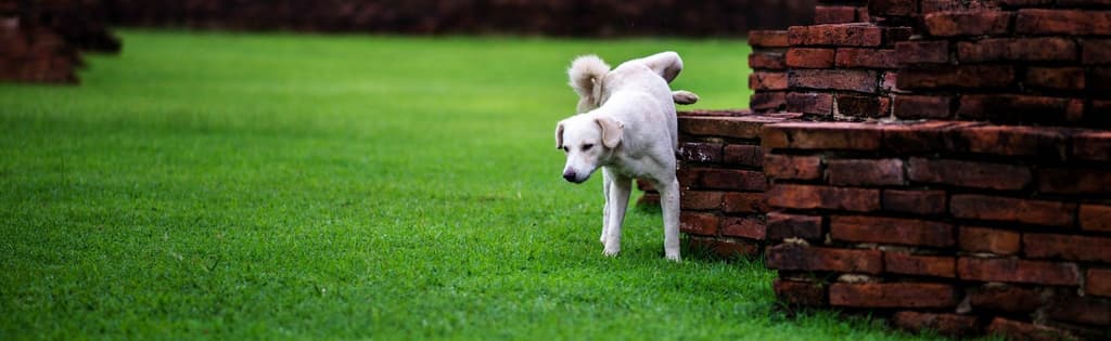 Is Your Dog Killing Your Lawn with Urine? Try This
