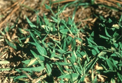 BLANKET & INDIA CRABGRASS - Resource Image