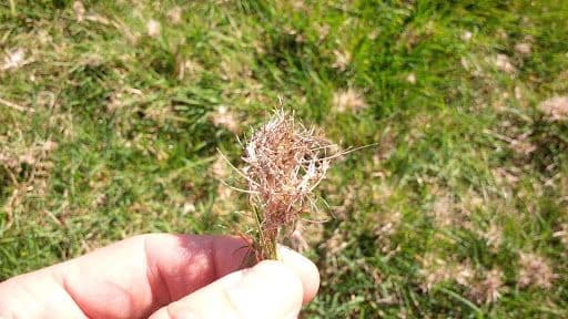 NIMBLEWILL - Resource Image