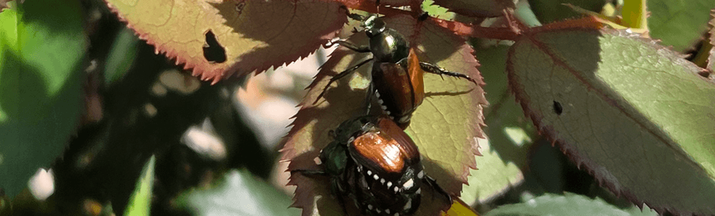 The Beetles are Coming!