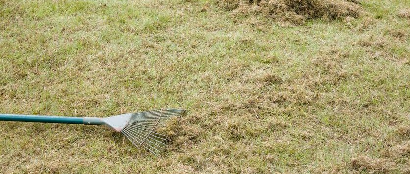 Preseason Playbook: Should You Dethatch or Aerate Your Lawn?