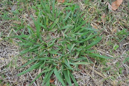 DALLISGRASS - Resource Image