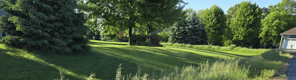 The Two Biggest Myths About Dandelion and Bluegrass Seedheads