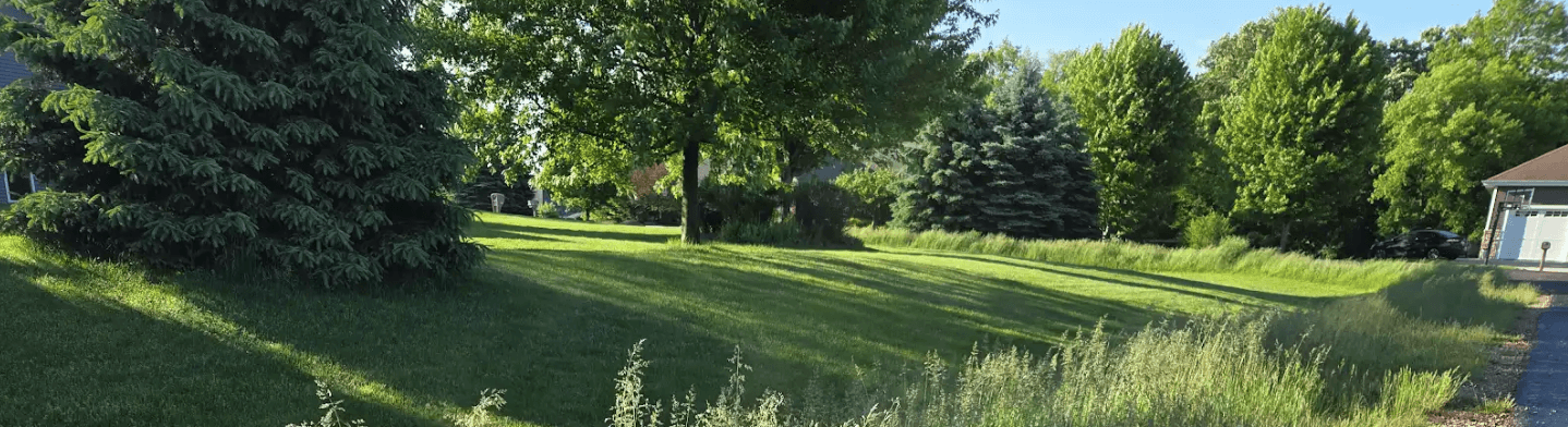 The Two Biggest Myths About Dandelion and Bluegrass Seedheads