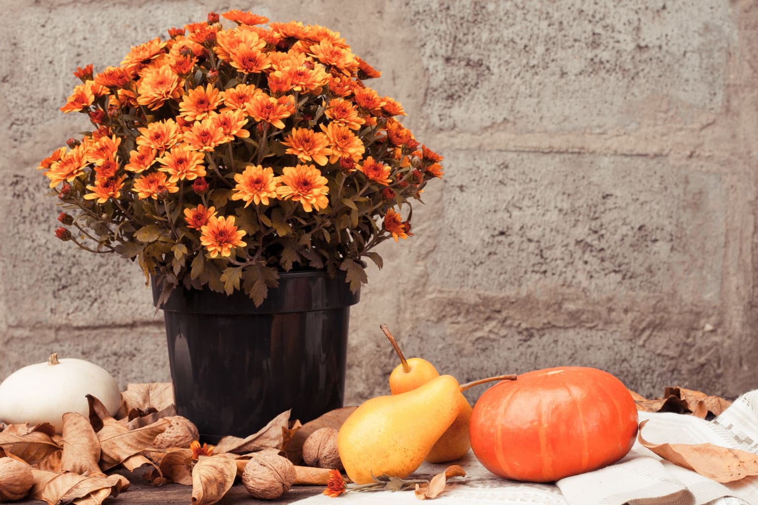 Your Fall Garden