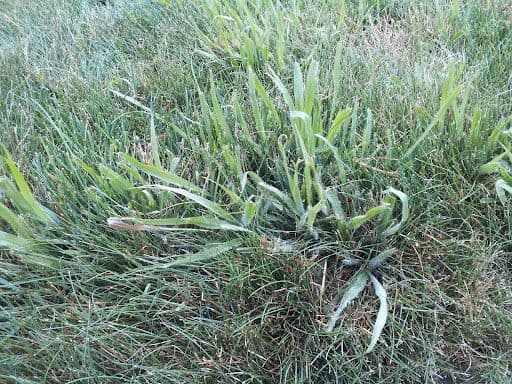 PASPALUM - Resource Image