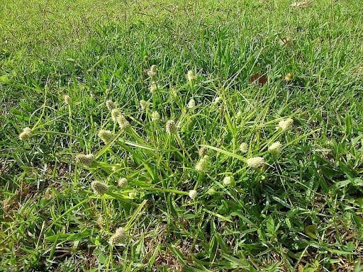 GREEN KYLLINGA - Resource Image