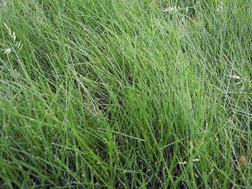 FINE FESCUE - Resource Image