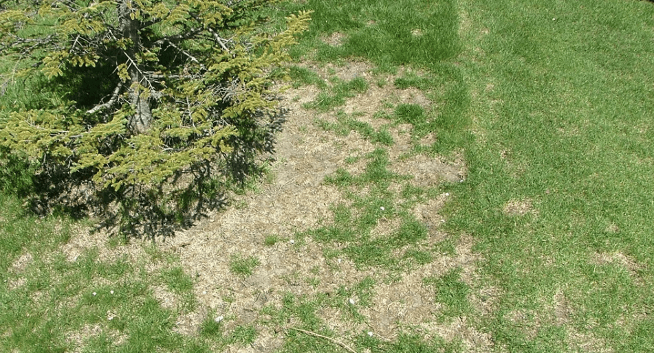 WHAT ARE CHINCH BUGS - Resource Image
