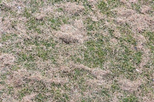 Combatting Winter Lawn Damage in Memphis