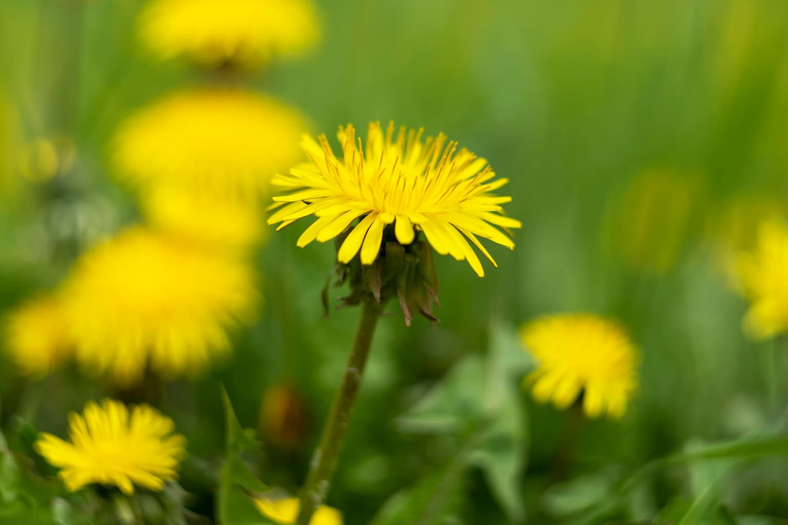 Dealing with Dandelions in the Lexington Area